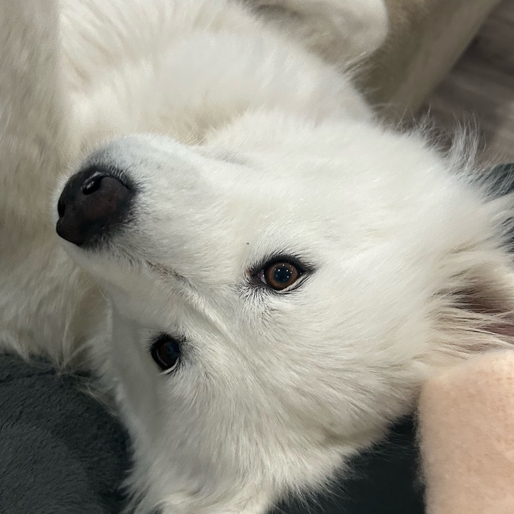 Meet your Posher, Shaniqua